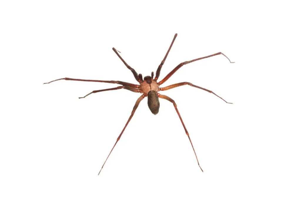 Brown Recluse In Huntsville Alabama