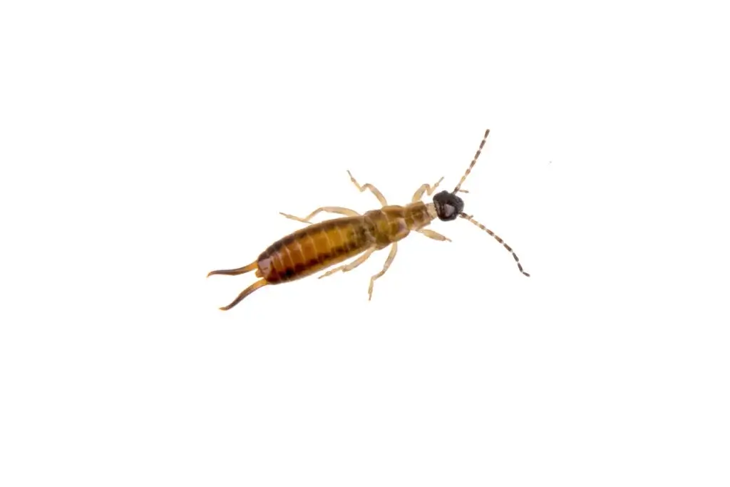 Earwig in Huntsville AL