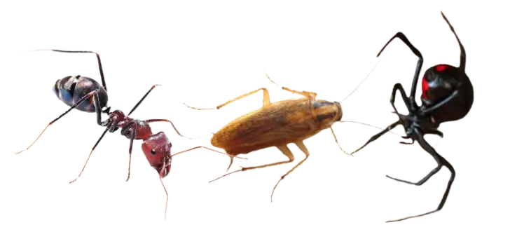 ant, german cockroach, black widow spider