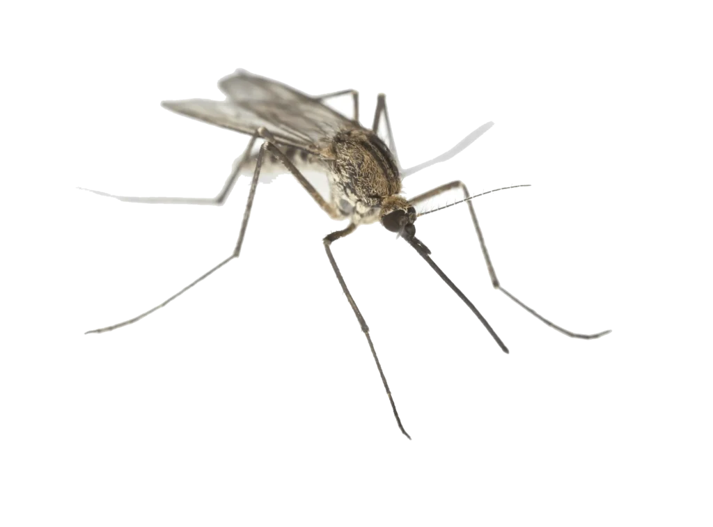 Mosquito