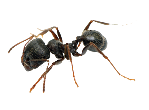 Pavement ants